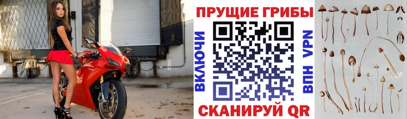 Псилоцибиновые грибы Psilocybine cubensis Купить где Лобня